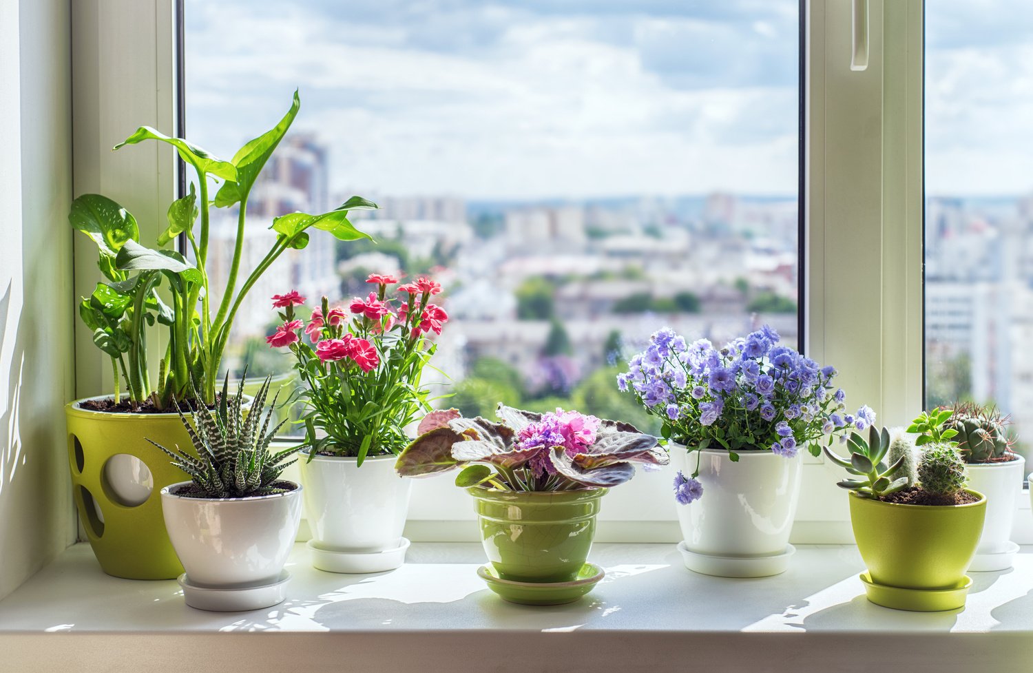 House plants on window.